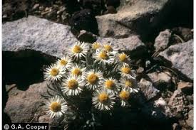 Image result for Aster chimanimaniensis