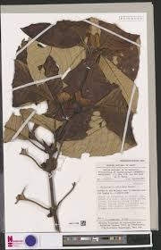 Image result for Stipularia africana