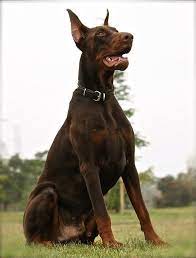 Prize Winning Doberman European Doberman Stud Service Inglewood Ca 90301 Angies List European Doberman Doberman Doberman Dogs