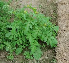 Image result for Rorippa nudiuscula