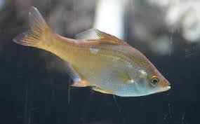 Image result for Brachystephanus calostachyus