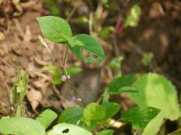 Image result for Teramnus labialis