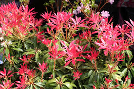 Garden Centre Cork Ireland Pavilion Garden Centre Cork Evergreen Shrubs Colorful Garden Garden Center