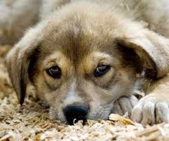 While that means you're not regularly employed by a company and receiving regular paychecks, it can be one of the more rewarding ways to make a living in professional photography. Dog Walking Jobs Canine Careers Opportunities