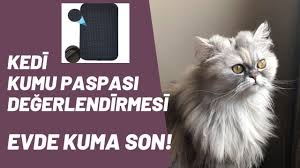 Eve Dagilan Kedi Kumuna Son Youtube