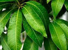 We did not find results for: Jual Daun Mangga Segar Daun Buah Mangga Daun Mangga Untuk Kesehatan Grosir Daun Mangga Supplier Tanaman Obat Di Lapak Nikida Store Bukalapak