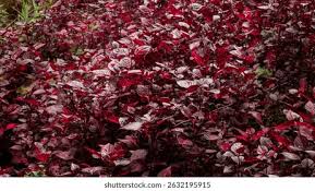 Image result for Iresine lindenii