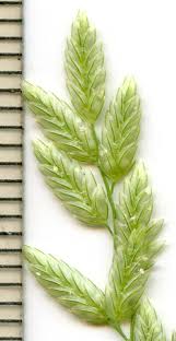 Image result for Eragrostis phyllacantha
