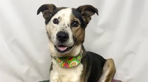 Maybe you would like to learn more about one of these? Huntsville Animal Services Lowers Adoption Fees For Rest Of January Whnt Com