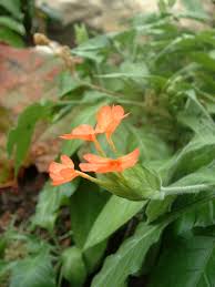 Image result for Crossandra greenstockii