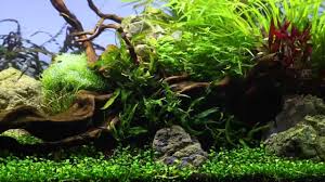 Der obere amazonas in peru hat in den letzten jahren immer wieder durch sehr interessante aquaristische fischarten auf sich aufmerksam gemacht. Kolibrisalmler Youtube