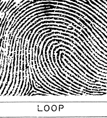 Fingerprints Forensic Science Fingerprint Forensics