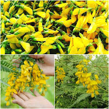 Image result for Sesbania sericea