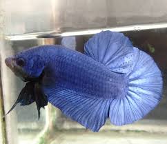 Gorgous Live Male Blue Giant Betta Plakat Tail Betta Fish Types Betta Fish Betta
