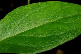 Image result for Gynura pseudochina