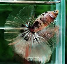 Ohm Big Dalmatian Sky Hawk For Sale 40 Usd By Nice Betta Thailand Www Nicebettathailand Com Nicebettathailand Breeding Betta Fish Betta Fish Betta