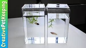 Betta Fish Display Container Review Beanies Clear Plastic Acrylic Di Acrylic Display Case Betta Fish Acrylic Display