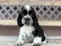 Image result for americký kokršpaněl