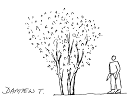 Image result for Maytenus undata