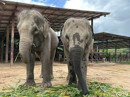 Elephant Jungle Sanctuary Chiang Mai | Ask Anything