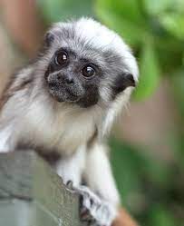 Pin By Emily Shellabarger On Planet Partners Weird Animals Animals Beautiful Animals Wild