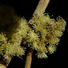 Image result for Flacourtia indica