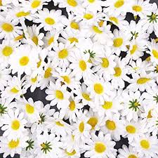 Scopriamo come curare questo splendido fiore. Jzk 100 Margherita Gerbera Bianca Finta Fiorellini Finti Bomboniere Coriandoli Decorazione Tavola Matrimonio Cerimonia Natale Fiore Artificiale Corolla Fiore Stoffa Amazon It Casa E Cucina