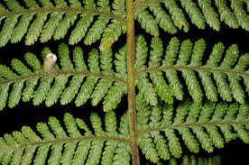 Image result for Davalliaceae