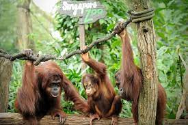 Singapore Zoo Map Location Facts Best Time To Visit Singapore Zoo Zoo Tickets Singapore