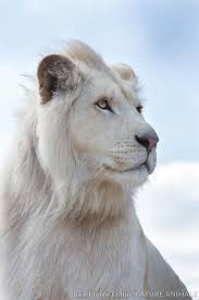 Nature Animale Photo Animaux Et Nature Par Le Photographe Animalier Jean Pierre Collin Lion Blanc Au Dessus Des Nuages Photo Libre De Droits Droits Geres P Photographe Animalier Animaux Photo Animaux