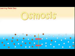 Osmosis is when a substance crosses a semipermeable membrane in order to balance the concentrations of another substance. What Is Osmosis For Kids Know It Info