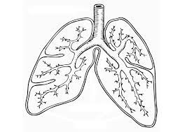 You might also be interested in coloring pages from anatomy category. Respiratory System Coloring Page Coloring Home