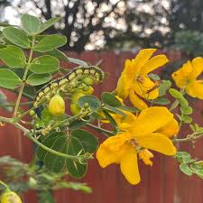 Image result for Senna bicapsularis