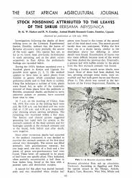 Image result for Bersama abyssinica