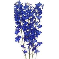 Volkenfrieden Delphinium Fiftyflowers Com Delphinium Flowers Blue Delphinium Delphinium