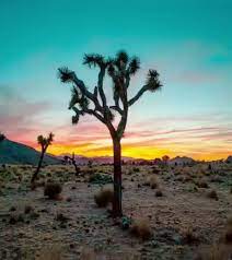 Focal Length Vs Distance To An Object Focal Length Dolly Zoom Desert Travel