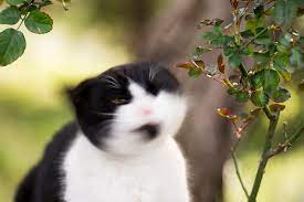 Cat Head Shaking Like Parkinson S