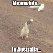 Top 15 Popular Australia Memes Australia Funny Australian Memes Funny Australian