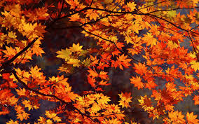 10 Redenen Waarom Ik Zin Heb In De Herfst Beautylab Nl Computer Achtergrond Herfst Landschap Wallpaper Achtergronden