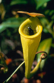 They're found close to these crustaceans wherever they naturally. A Catch All Guide To Growing Carnivorous Plants Financial Times