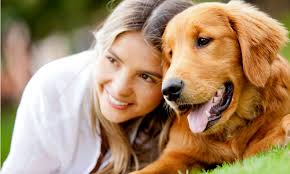 A Guide To Golden Retriever Traits History And Care