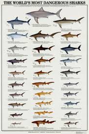 Shark Species Pesquisa Do Google Marine Biology Sea Life