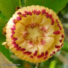 Image result for Napoleonaea angolensis