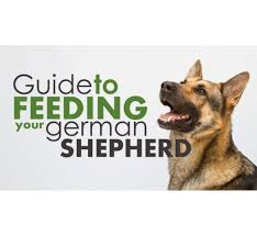 How much to feed a german shepherd puppy per day. Best Food For German Shepherd Puppy Review Pupfection