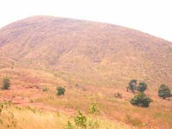 Image result for Leptactina benguelensis