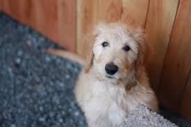 Chocolate/apricot labradoodles available now parents home raised as pets natured parents Find Us Goldendoodle Breeders A Complete List By State