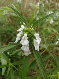 Image result for Nesaea aspera