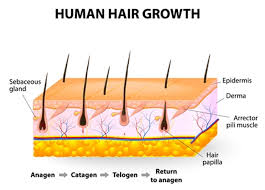 Your surgeon will have you wear bandages over your scalp within 2 to 3 weeks after surgery, the transplanted hair will fall out, but you should start to notice new growth within a few months. Hair Falling Out Shedding After Hair Transplant Nyc