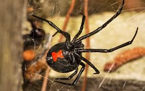 The first line of defense with almost any insect problem is to spray the plant with a strong stream of water from a garden hose to wash away as many insects as. Spiders In Dc Maryland Virginia Miche Pest Control