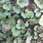 Image result for Merremia emarginata